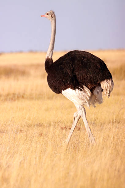 istock Single ostrich walking through tall yellow grass in Namibian steppe. 1323075935