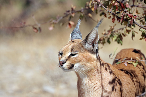 Close-up of a wild lynx in the Namibian desert. African wildlife photography.