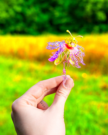 hand holding an alien-like flower against a saturated outdoor background in Arkansas