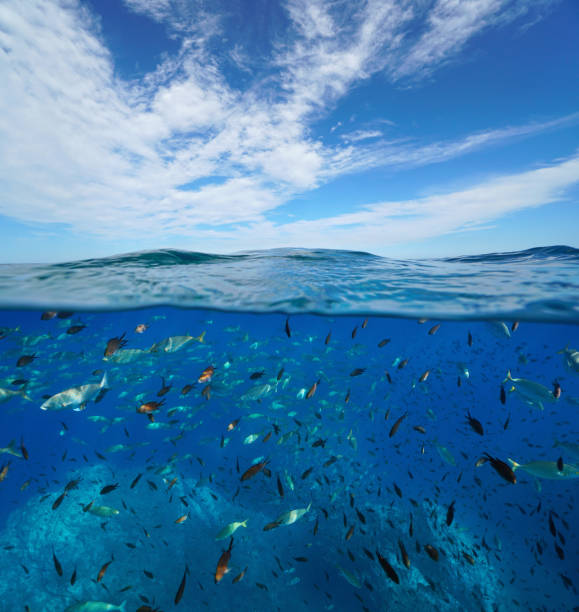 Seascape Mediterranean sea many fish underwater