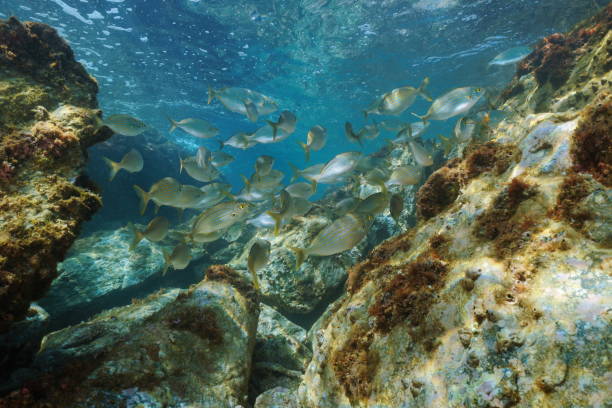 istock Shoal of fish with rocks underwater Mediterranean 1323077784