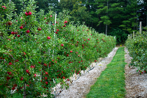 An empty row of an apple orchard with plenty of apples