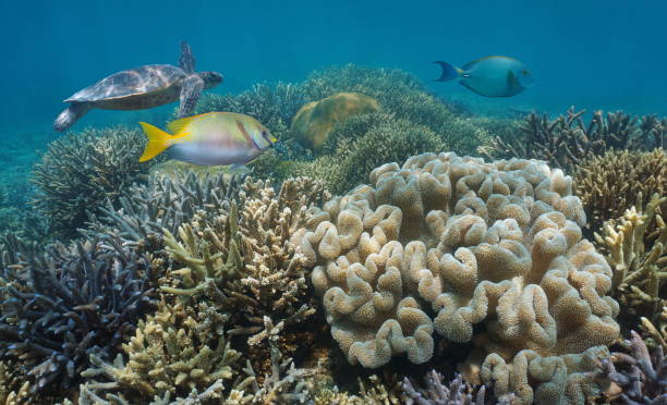 istock South Pacific ocean coral reef in good condition 1323078126