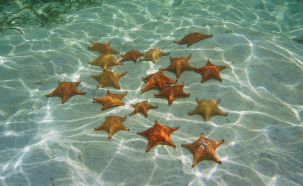 istock Several red cushion starfish underwater sea 1323078797