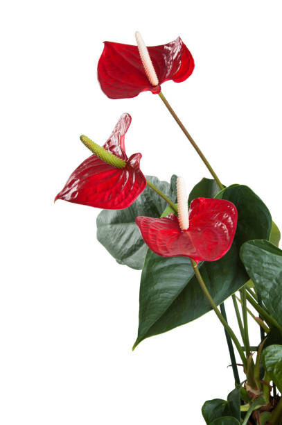 istock Red anthurium flowers isolated on white background 1323079269