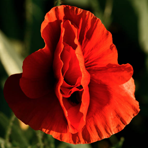 close-up de cabeça de flor de papoula vermelha. flor delicada em forma de vagina. - macro poppy red close up - fotografias e filmes do acervo