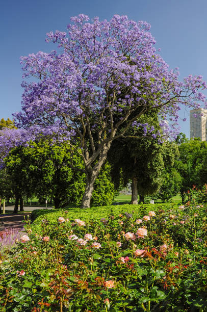 istock Jacaranda in the Royal Botanic gardens Melbourne 1323080479