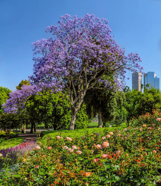istock Jacaranda in the Royal Botanic gardens Melbourne 1323080483