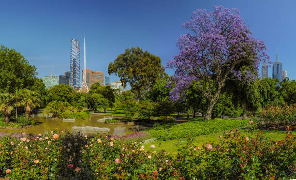 istock Jacaranda in the Royal Botanic gardens Melbourne 1323080683