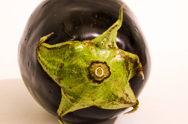 aubergine