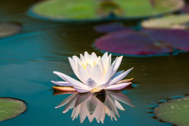 white water lily in the pond - white water lily imagens e fotografias de stock
