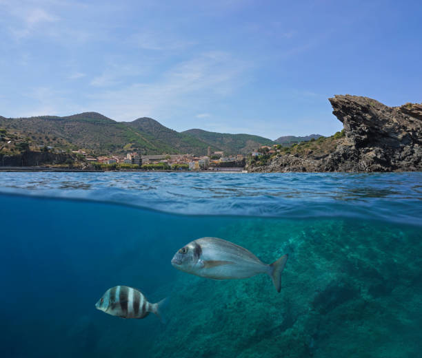 istock Spain coastline Portbou town with fish underwater 1323082017