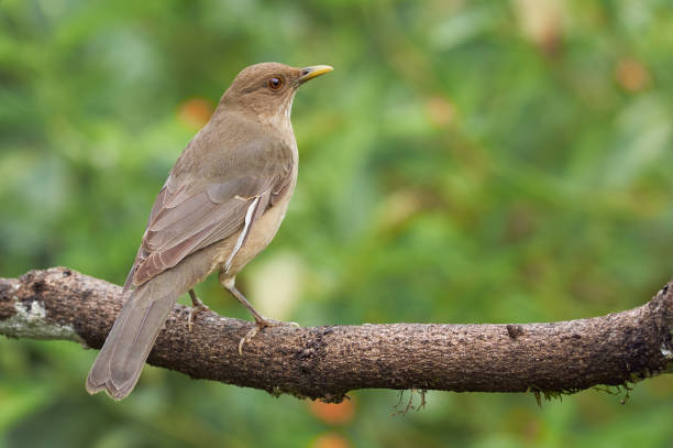 istock Turdus grayi - Clay-colored Thrush. Brown Thrush quietly perched on a tree 1323082800