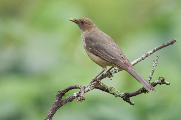 Clay-colored Thrush - Beautiful brown thrush resting on a branch. Beautiful brown thrush resting on a branch stock photo