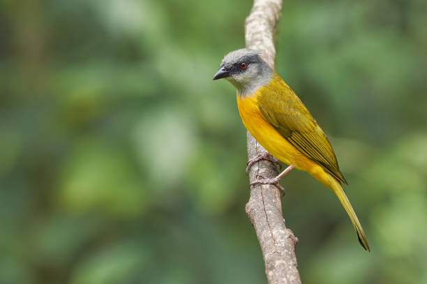 istock Eucometis penicillata - Gray-headed Tanager. Beautiful yellow bird resting on a dry tree 1323082873