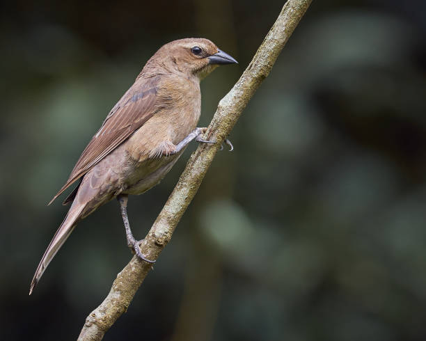 Molothrus bonariensis. Shiny Cowbird perched on a branch stock photo