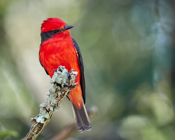 istock Vermilion flycatcher - Pyrocephalus rubinus. Tiny red bird perched on a dry branch 1323083003
