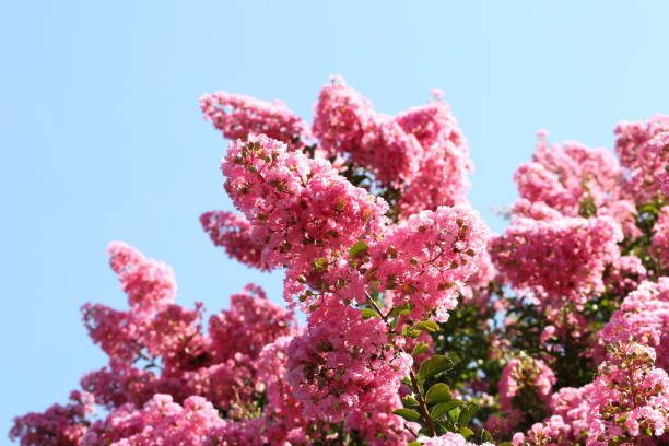 Lagerstroemia, commonly known as crape myrtle, is a genus of around 50 species of deciduous and evergreen trees and shrubs native to the Indian subcontinent, southeast Asia, northern Australia, and parts of Oceania, cultivated in warmer climates around the world lagerstroemia es un género de alrededor de 50 especies de árboles y arbustos caducifolios y perennes nativos del subcontinente indio, el sudeste de asia, el norte de australia y partes de oceanía, cultivados en climas más cálidos alrededor del subcont