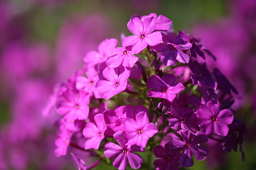 Close-up image of some beautifully colored flowers on a summer day