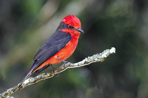 istock Vermilion flycatcher - Pyrocephalus rubinus. Tiny red bird perched on a branch 1323083018