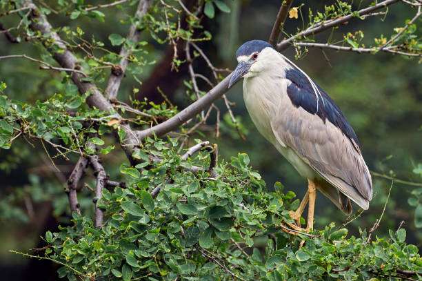 Nycticorax nycticorax - Black-crowned Night-heron. Night white heron spending the day on a tree