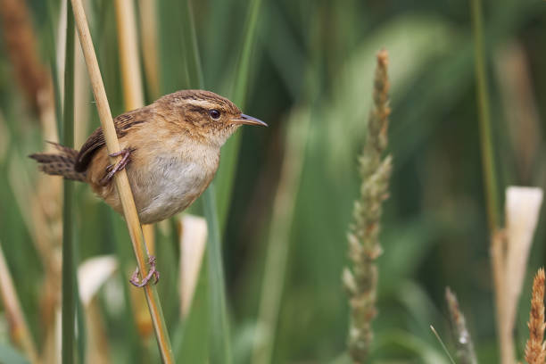 istock Cistothorus platensis - Grass Wren. Small rufus wren perched on grass spikes 1323083086