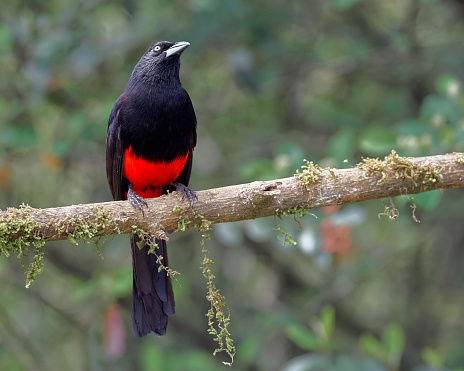 Red and black endemic colombia bird perched on a branch