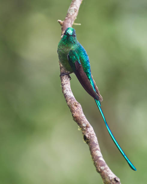 istock Long-tailed Sylph - Aglaiocercus kingi. Green Long-tailed hummingbird perched on a vertical branch 1323083154