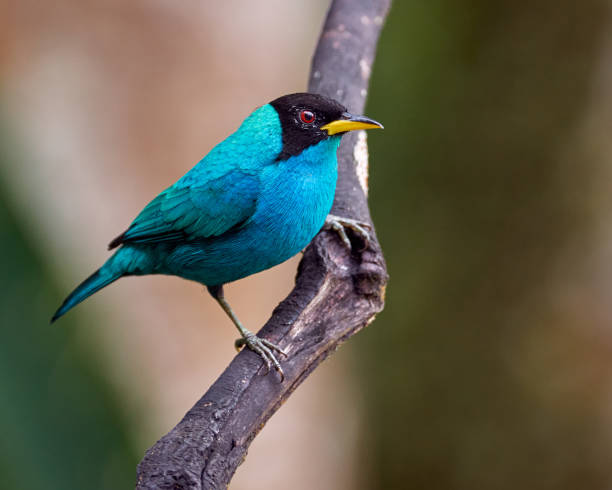 istock Chlorophanes spiza - Green honeycreeper. Cyan Bird perched on a tree vertical branch 1323083764