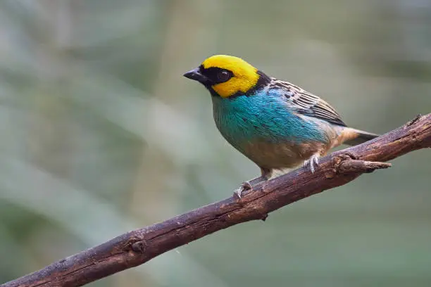 Cyan and yellow tanager perched quietly on a branch