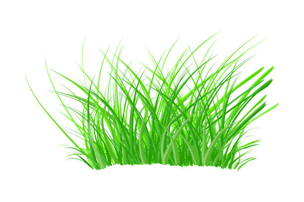 ilustrações de stock, clip art, desenhos animados e ícones de tuft of grass isolated on white background. spring bush of fresh grass. - tussock