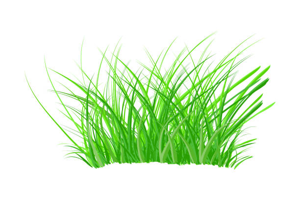 Tuft of grass isolated on white background. Spring bush of fresh grass. Green thick weed. Big tussock. Design element of nature. Stock vector illustration ornamental grass stock illustrations