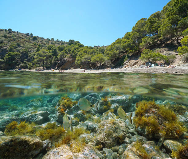 istock Spain Mediterranean coast and fish underwater 1323085375