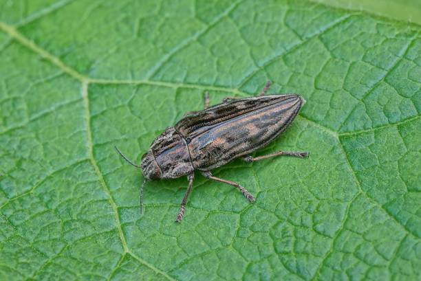 istock one large long black gray beetle sits on a green leaf 1323086269