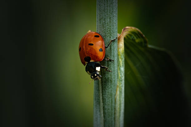 美しいてんとう虫は小麦の茎を駆け下りる - ladybug wheat nature insect ストックフォトと画像
