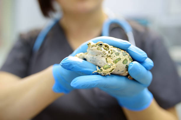 veterinarian examines a toad in a veterinary clinic. exotic animals. health of pet. animal care. - 12023 imagens e fotografias de stock