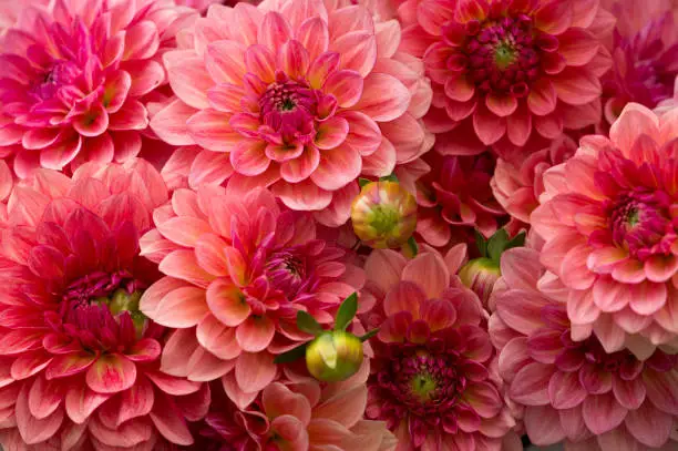 Beautiful, fresh, colorful dahlias for sale at a local farmers market in Seattle