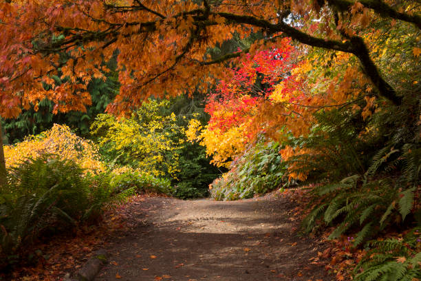 Lush, vibrant fall colors in Washington Park Arboretum in Seattle Lush, vibrant fall colors in Washington Park Arboretum in Seattle arboretum stock pictures, royalty-free photos & images
