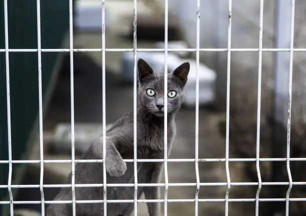 Stray cat locked behind fence, wild animals, pets