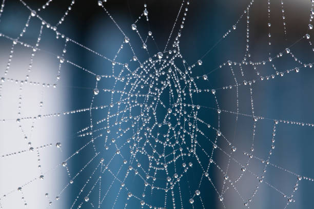 gocce di rugiada raccolgono su una ragnatela su sfondo blu e bianco - spider web natural pattern dew drop foto e immagini stock