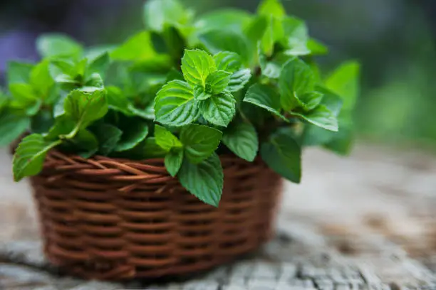 Photo of Mint  in small basket on natural wooden background, peppermint, selective focus, close up