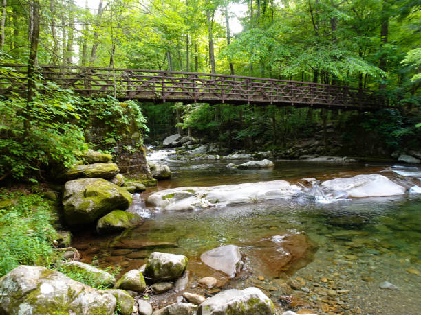 istock Footbridge over Woodland Stream 1323094685
