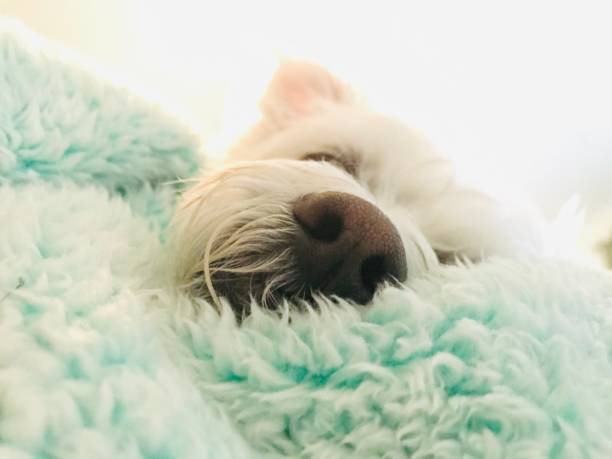 dog dreaming - animal cute exhaustion technology imagens e fotografias de stock