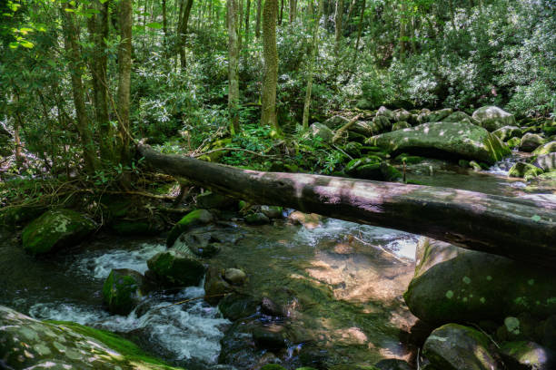 istock Woodland Mountain Streams 1323095367