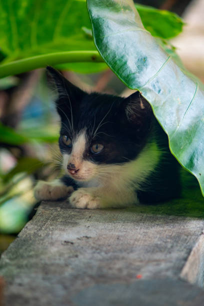 istock cute and adorable cat 1323097198