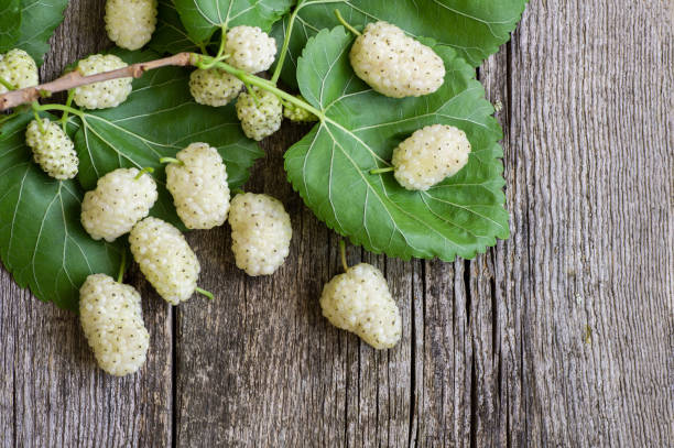Close up fresh white mulberries on wooden background, summer fruit concept