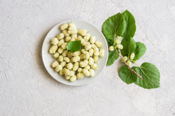 istock Fresh white mulberries in plate with branch on rustic background, summer fruit concept 1323098761