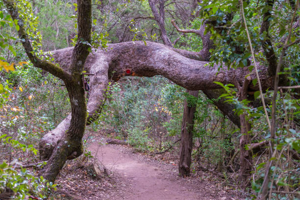 istock Tree bark in the hiking trail 1323098792