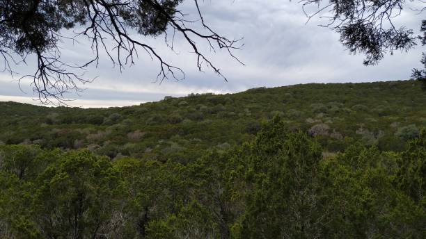 istock Forest view on an overcast day in Texas 1323098809