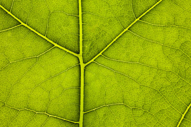 istock leaf green plant close-up, used as a background or texture 1323099959